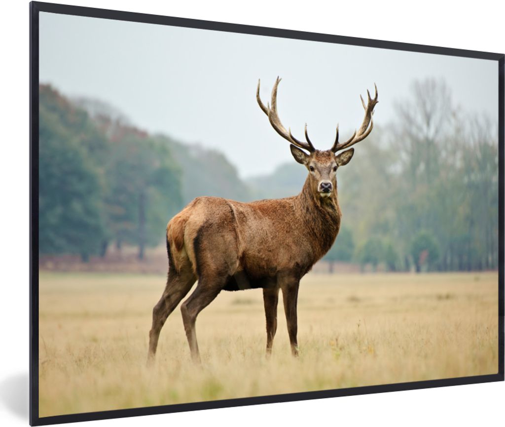 MuchoWow MuchoWow Gerahmtes Poster Hirsche - Tiere - Geweihe 30x20 cm - Poster mit zchwarzem Bilderrahmen - Kunstdruck - Bild-Poster