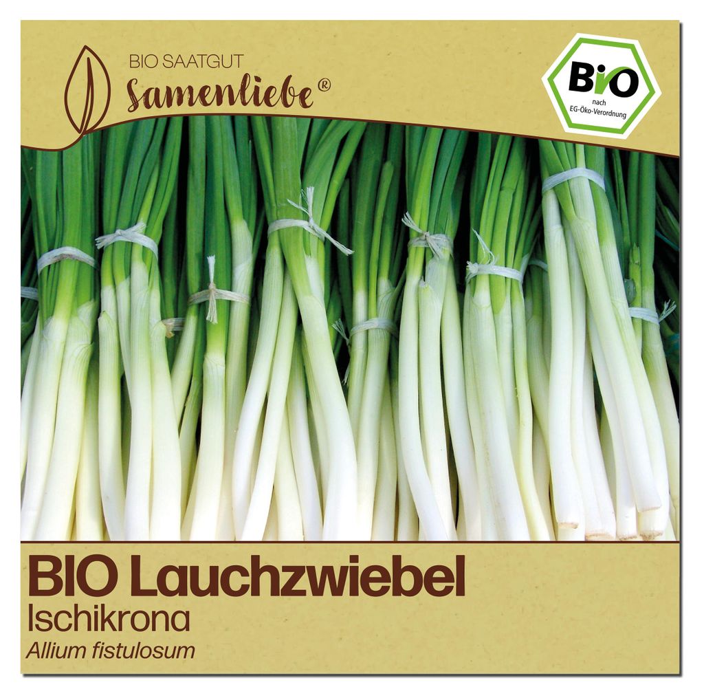 Samenliebe  Lauchzwiebel Samen | Ischikrona - winterhart - Produktbild 