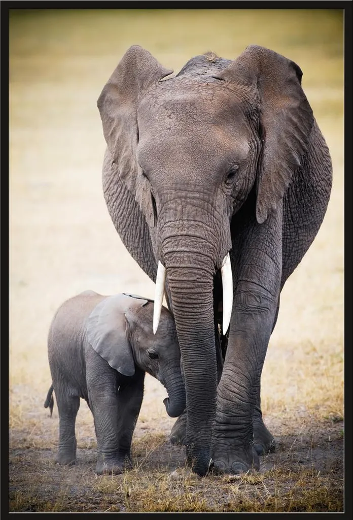Affiche Éléphant d'Afrique Shinsuke avec Cadre Amovible et Vitre Incassable
