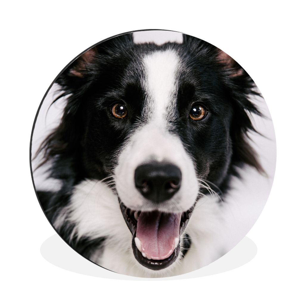MuchoWow Aluminium Wandkreis Fröhlicher Border Collie Ø 30 cm Wanddeko Modern Wohnzimmer - Wand Bild - Wohnzimmer - Runde Bilder - Alubilder - ...
