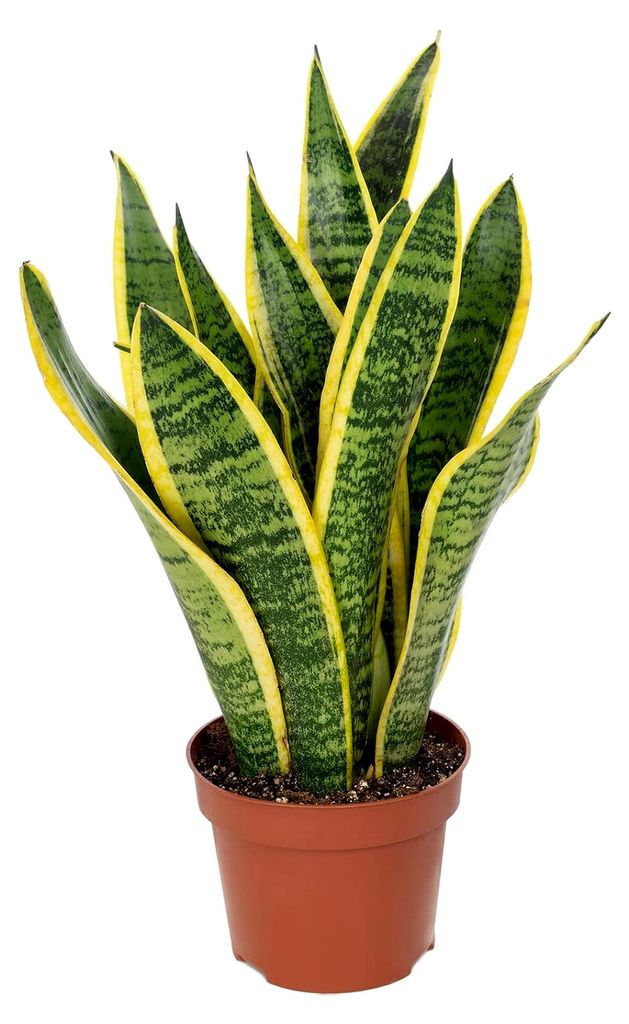 Bogenhanf - pflegeleichte Zimmerpflanze, Sansevieria trifasciata Laurentii - Höhe ca. 35 cm, Topf-Ø 12 cm
