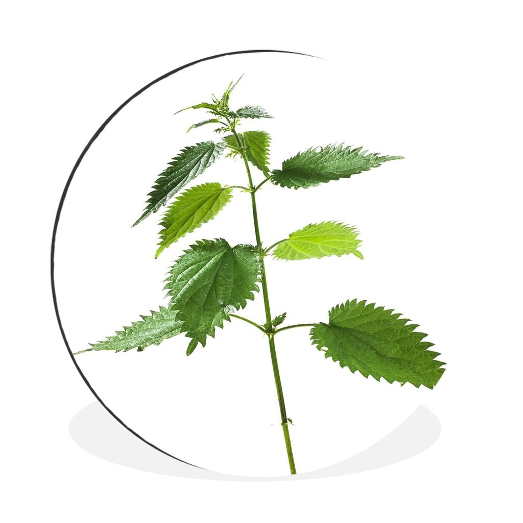 MuchoWow Aluminium Wandkreis Eine Brennnesselpflanze Ø 60 cm Wanddeko Modern Wohnzimmer - Wand Kreis - Wandbild - Schlafzimmer - Aluminium Bild ...