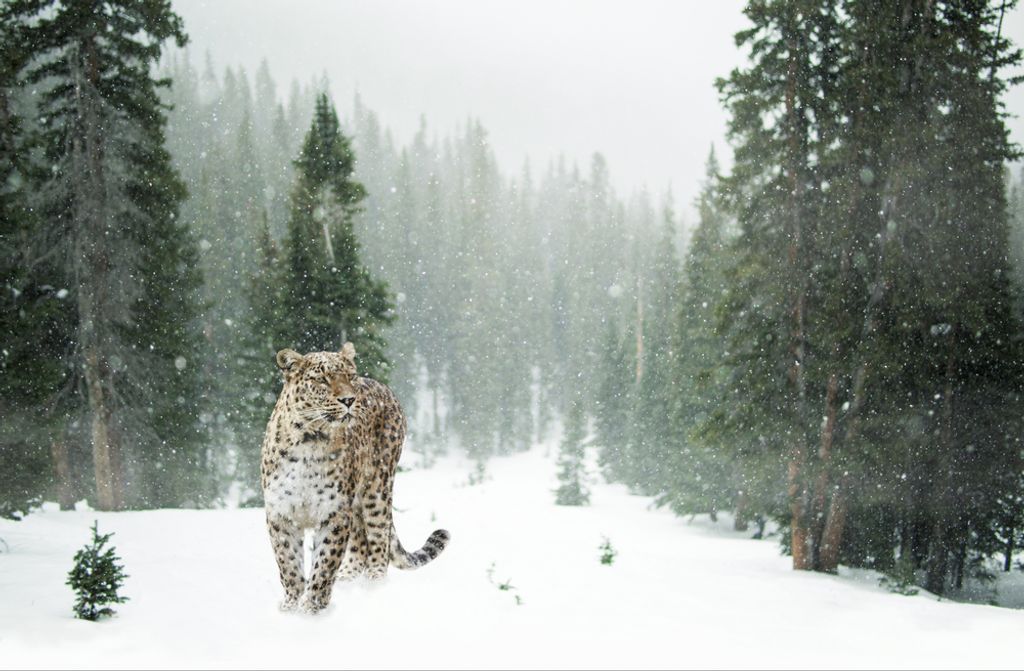 hansepuzzle 77776 - Schneeleopard Puzzle, 500 Teile, Natur, 46,0 x 30,0cm mit hochwertiger Aufbewahrung, Kartonbox und wiederverschließbarem Beutel