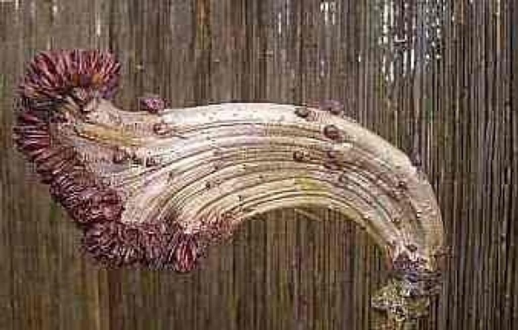 Aesculus hippocastanum Monstrosa - Monsterkastanie - Rosskastanie