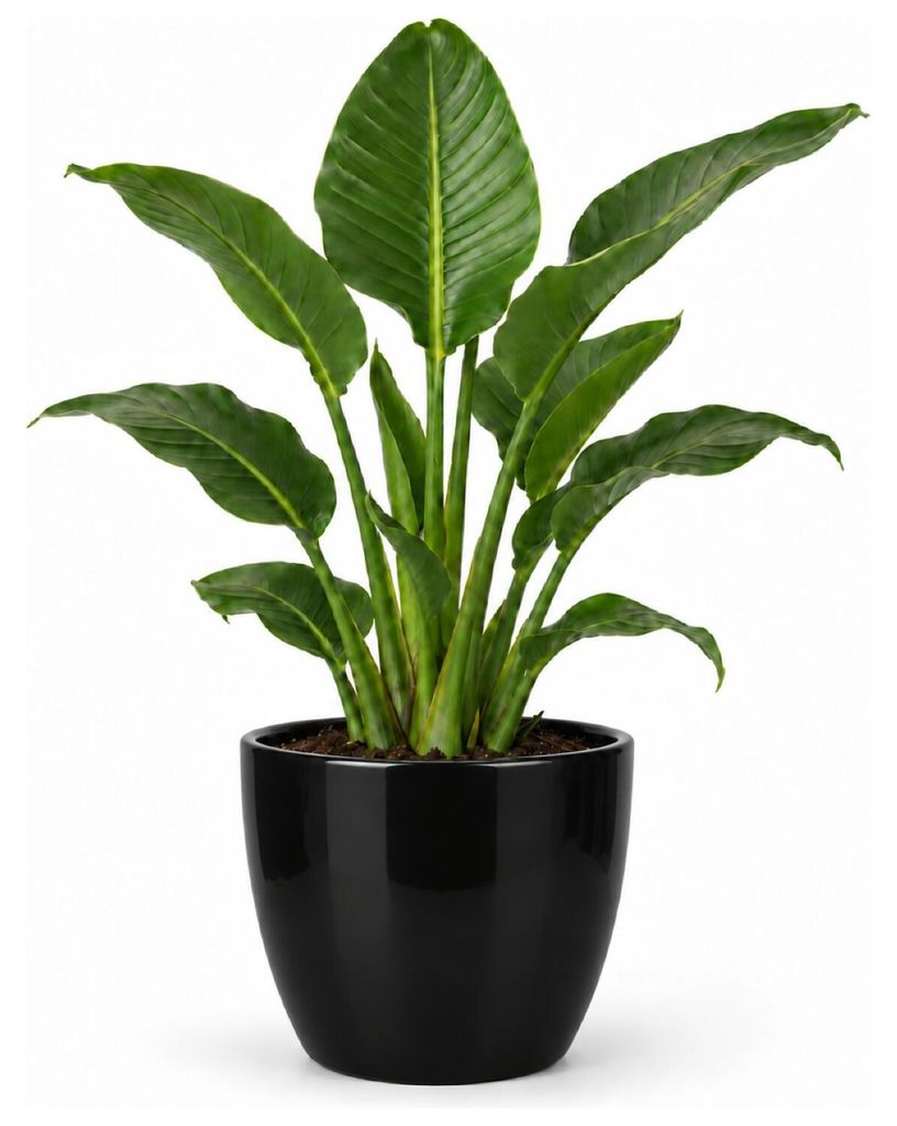 Floran Blumentopf „Boule“ - schwarz - glanzend - Keramik - Produktbild 