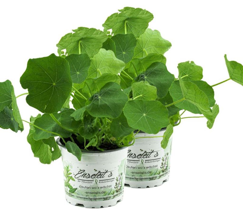 Enseleits 2x Kapuzinerkresse,Tropaeolum majus,frische Kresse für die Küche