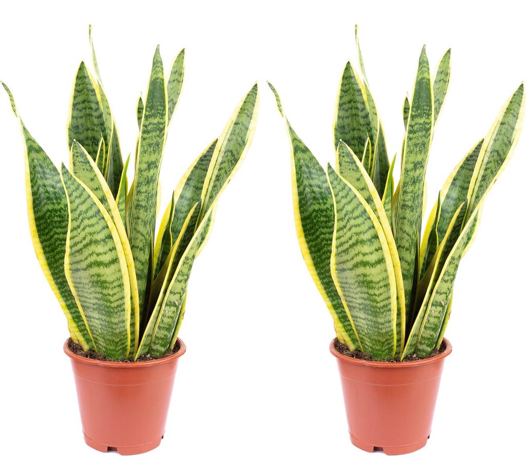 2er-Set Bogenhanf - pflegeleichte Zimmerpflanze, Sansevieria trifasciata Laurentii - Höhe ca. 35 cm, Topf-Ø 12 cm