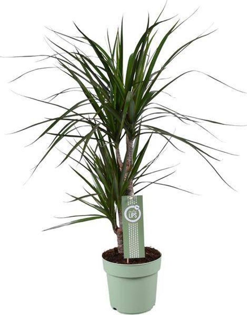 Drachenbaum Dracaena marginata Ø17cm 70cm Zimmerpflanze Pflegeleicht Luftreinigend