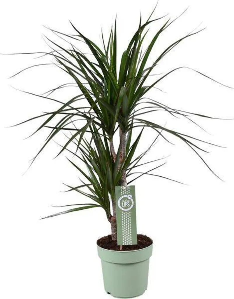 Plante verte Dracaena marginata 70 cm - Arbuste d'intérieur facile