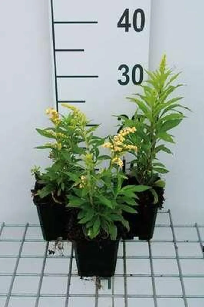 Verge d'or Strahlenkrone lot de 6 plantes vivaces mellifères en pot