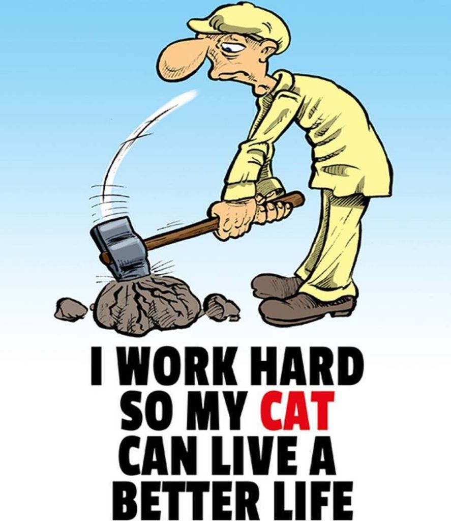 vianmo Holzschild 40x30 cm I work hard my cat have better life