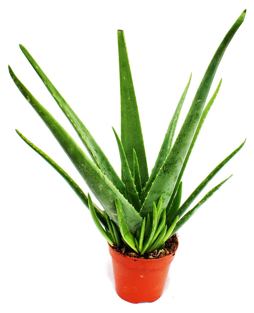Aloe vera – ca. 4–5 Jahre alt – 15-cm-Topf Produktbild 
