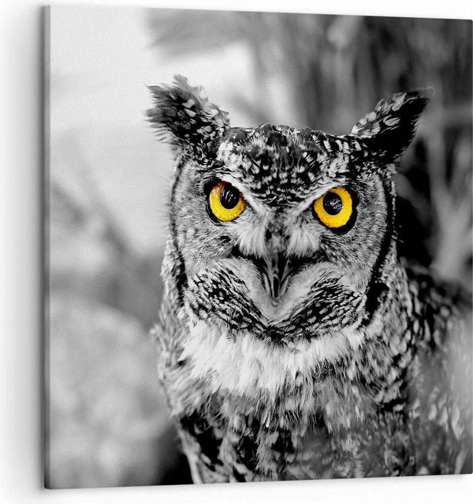 Bild auf Leinwand - Leinwandbild - Eule Vogel Natur - 50x50cm - Wand Bild - Wanddeko - Wandbilder - Leinwanddruck - Bilder - Kunstdruck - Wanddekor...