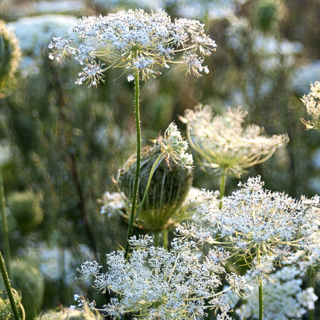 6 x Wilde Möhre - Daucus carota  | Topf 9cm x 9cm Produktbild 