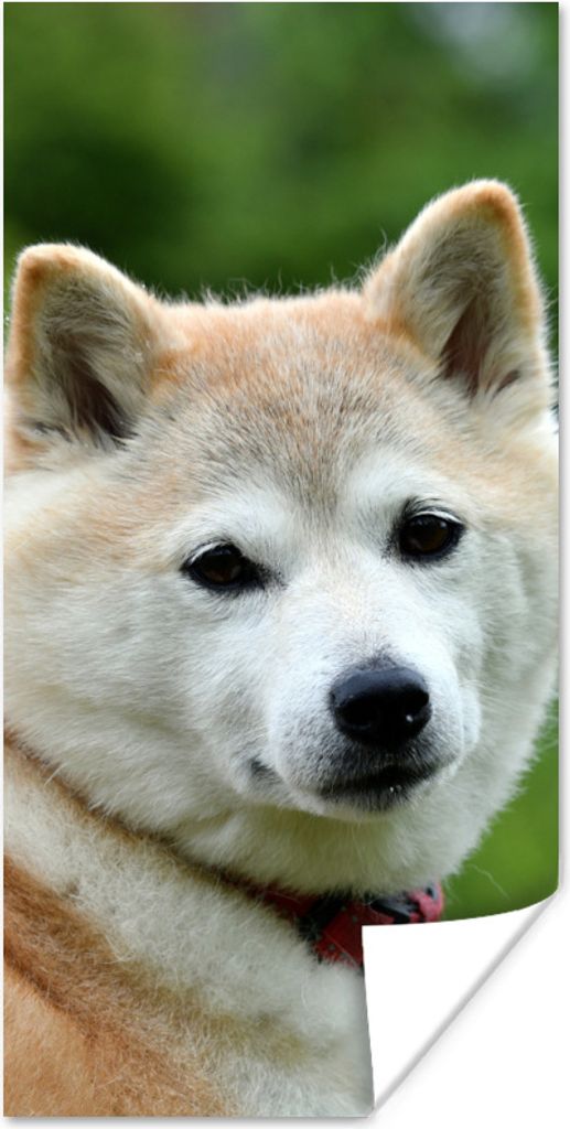 MuchoWow Poster Akita-Fotodruck 20x40 cm - Plakat - Foto