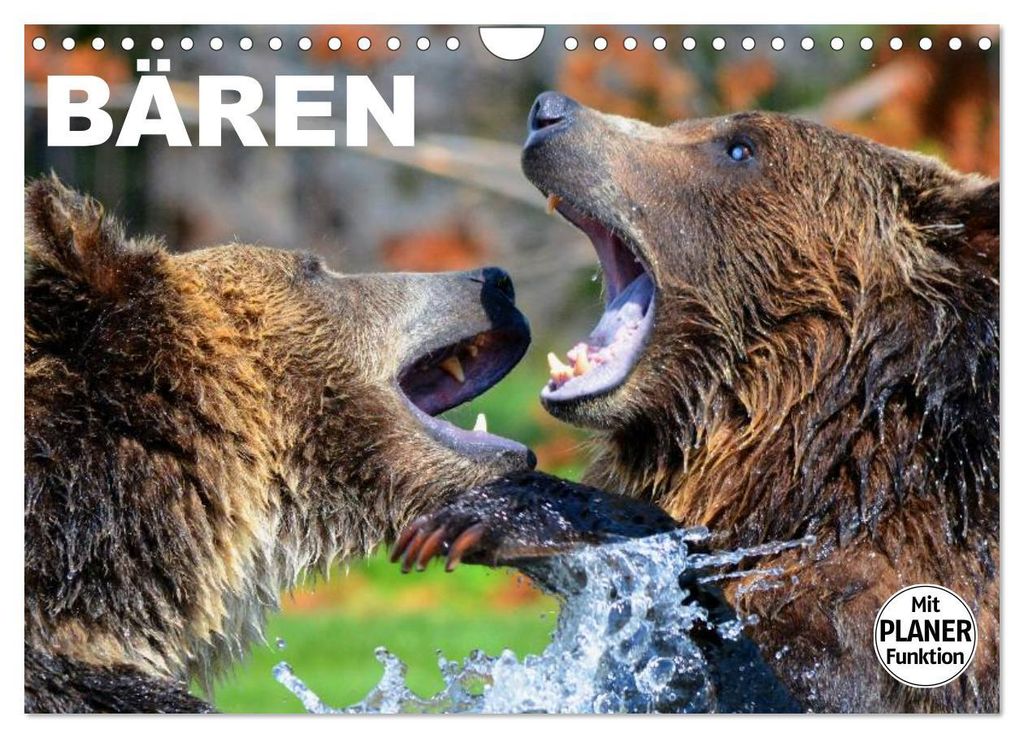 Bären (Wandkalender 2027 DIN A4 quer), CALVENDO Monatskalender