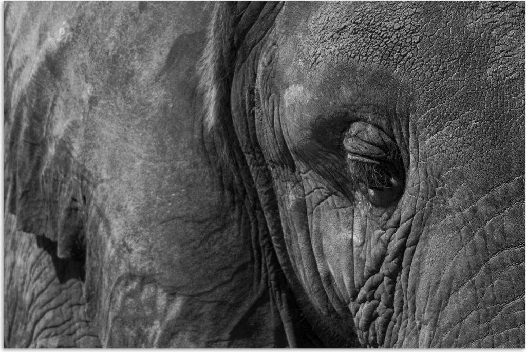 MuchoWow Poster Elefant - Tiere - Nahaufnahme - Schwarz-Weiß 120x80 cm - Bilder