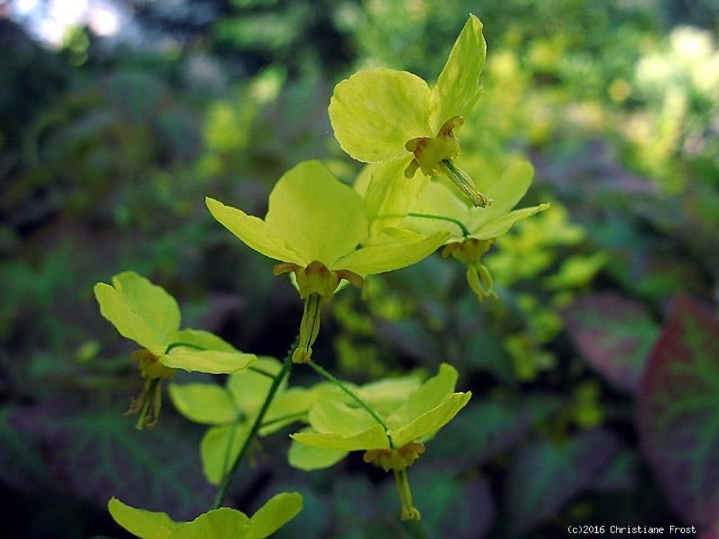 6 x Elfenblume Frohnleiten , gelb , wintergrün , TB 9