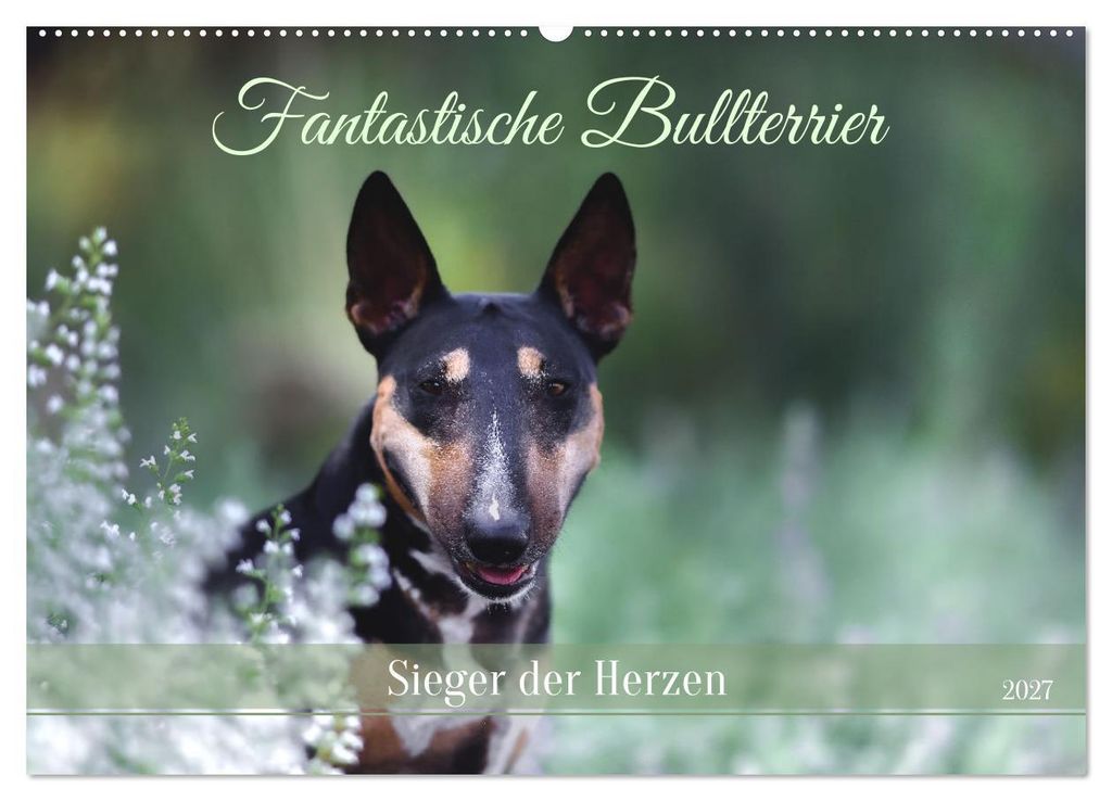 Fantastische Bullterrier - Sieger im Herzen (Wandkalender 2027 DIN A2 quer), CALVENDO Monatskalender