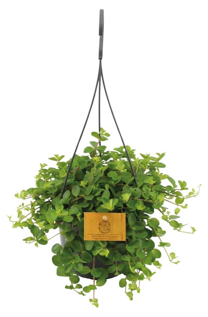 Peperomia Rotundifolia - 25cm - Ø15cm - Plante d'intérieur Image du produit 