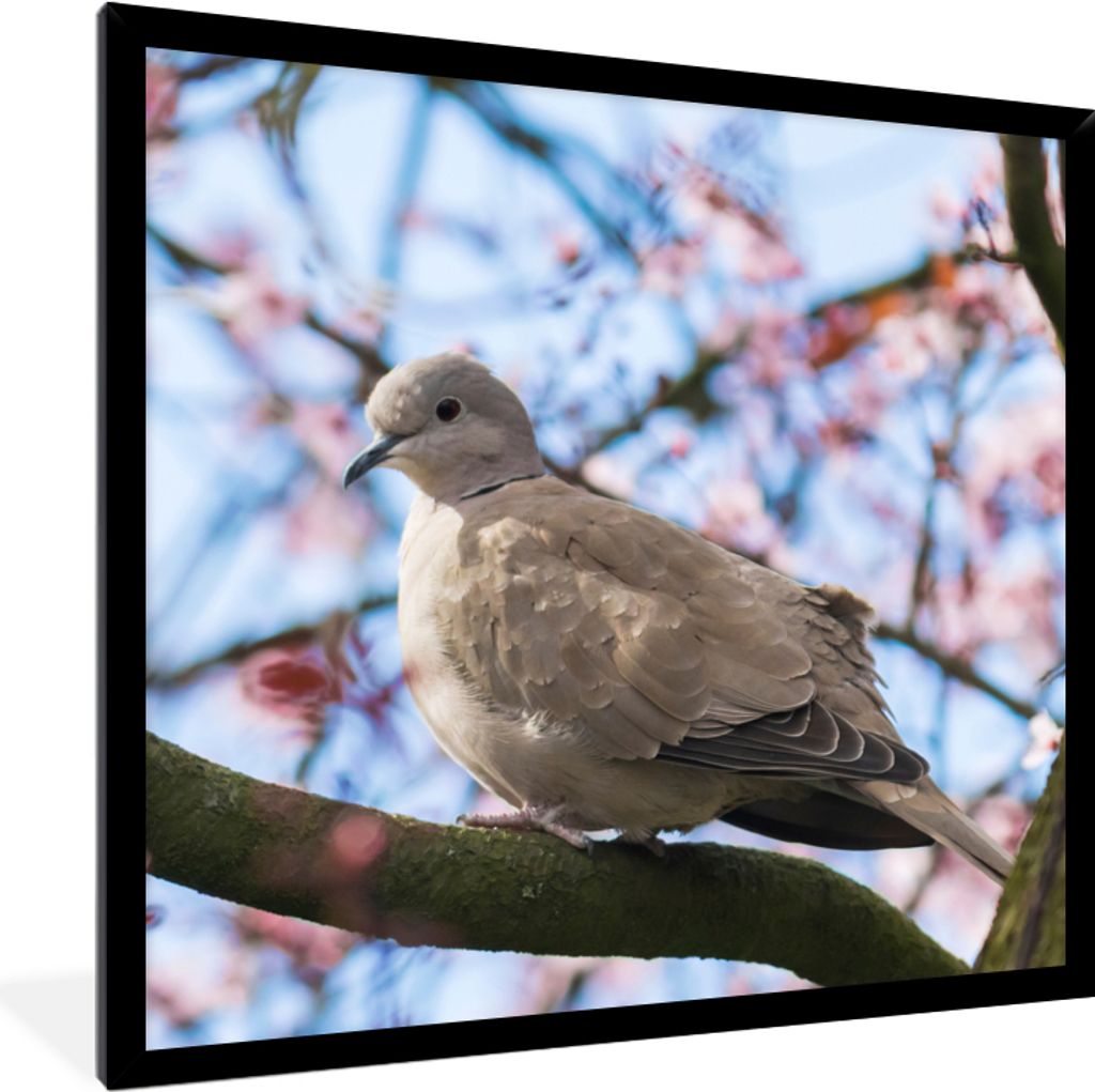 MuchoWow Gerahmtes Poster Vogel - Blumen - Taube - Blütenzweige - Rosa 40x40 cm - Poster mit Schwarzem Bilderrahmen Wandposter Rahmen Foto Bilde...