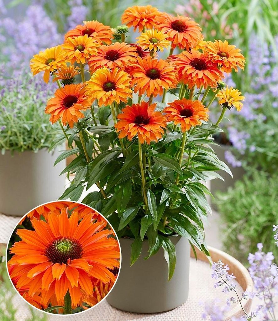 BALDUR Garten 2x Echinacea 'SunSeekers® Mineola', Knollen Produktbild 
