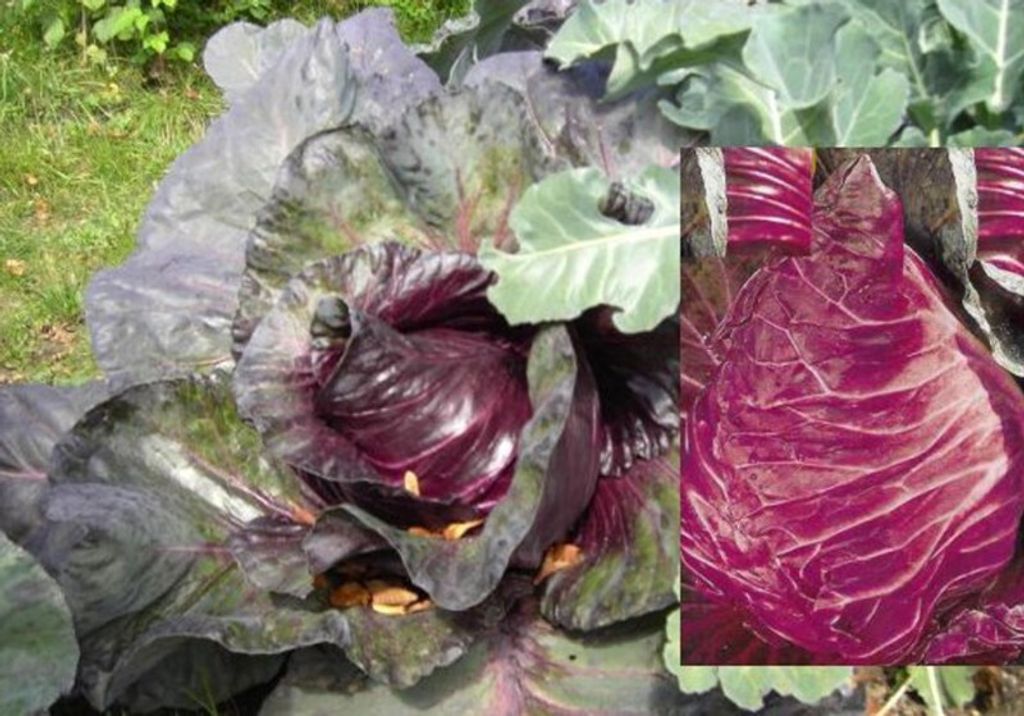 Roter Spitzkohl - 40 Samen Produktbild 