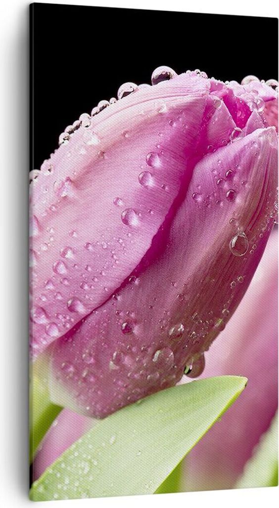 Bild auf Leinwand - Leinwandbild - Tulpe Blumen Tau - 45x80cm - Wand Bild - Wanddeko - Wandbilder - Leinwanddruck - Bilder - Kunstdruck - Wanddekor...