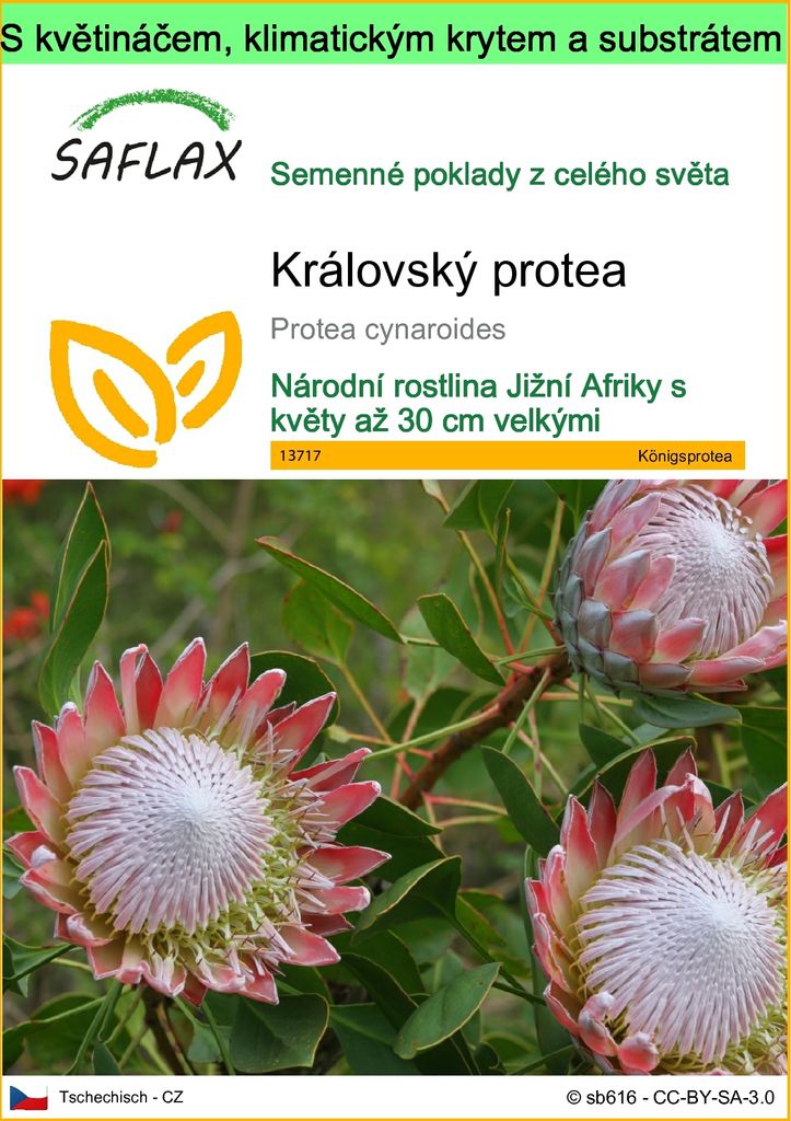 SAFLAX Garden to go - královský protea - Protea cynaroides Obrázek produktu 