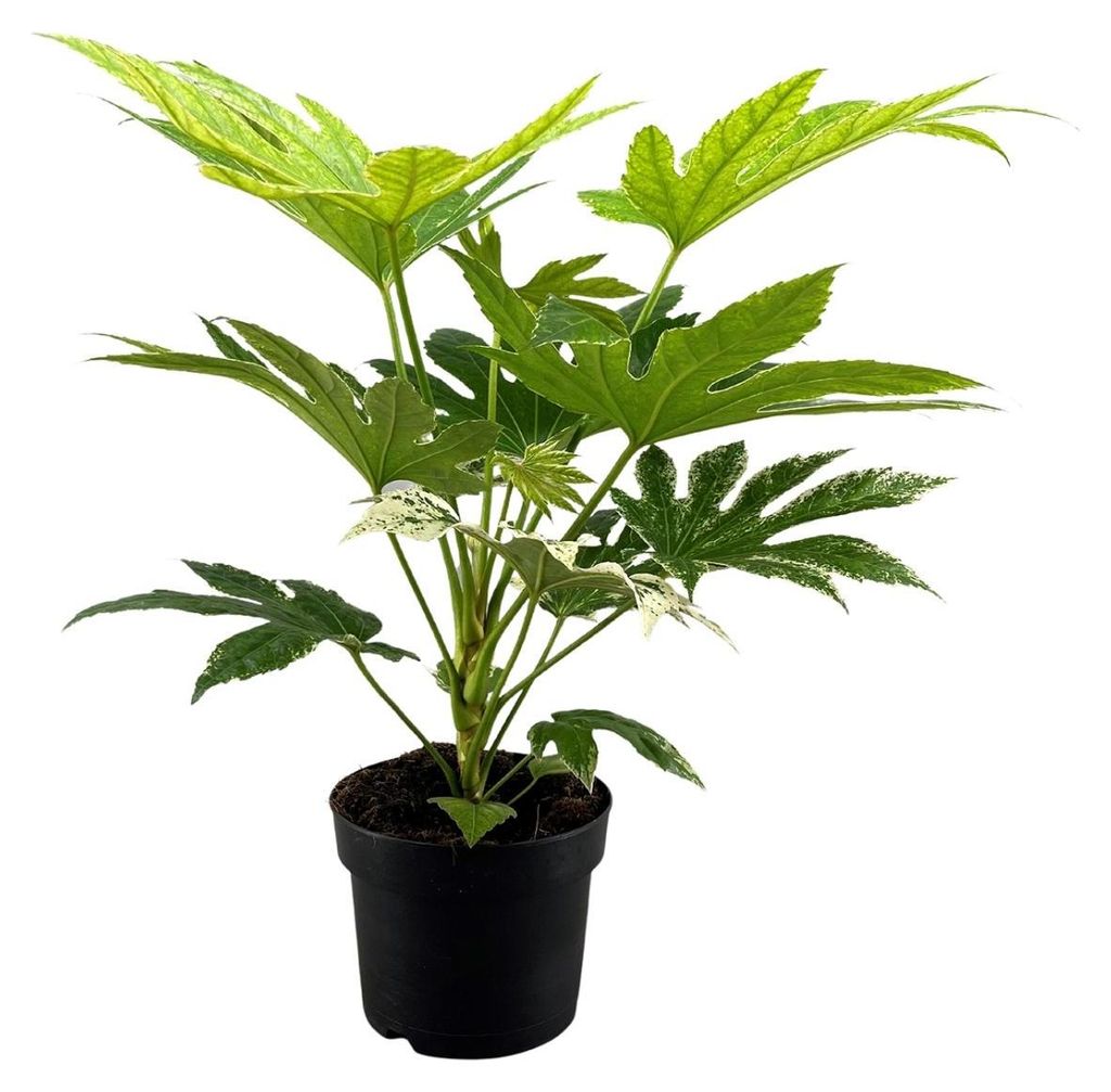 Fatsia Japonica Spinnennetz - 40-50cm - Ø17cm - Zimmerpflanze - Immergrün