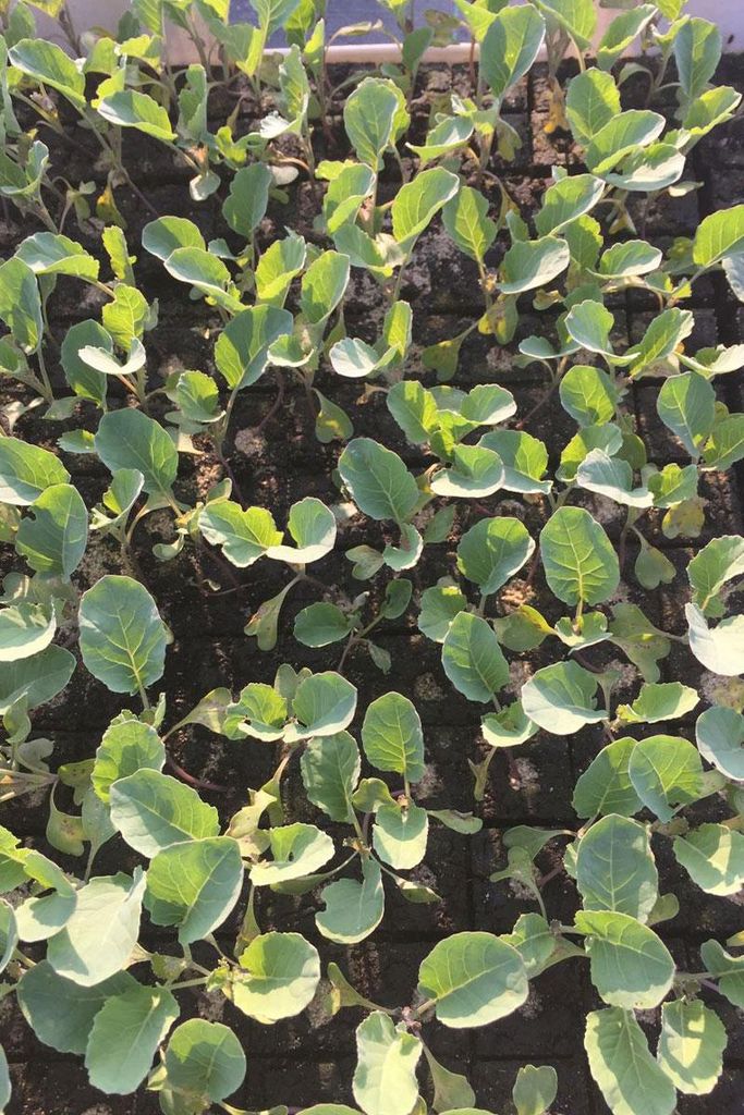 Enseleits Blumenkohl Pflanzen, Jungpflanzen, Blumenkohl im Produktbild 