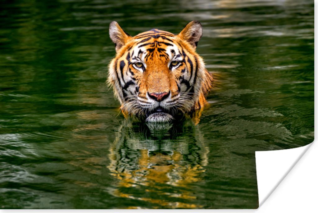MuchoWow Poster Tiger im Wasser 60x40 cm - Schlafzimmerdekoration