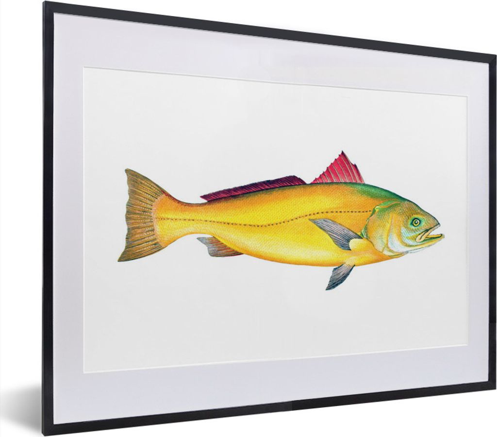 MuchoWow MuchoWow Gerahmtes Poster Fisch - Gold - Barsch 40x30 cm - Poster mit zchwarzem Bilderrahmen - Bilderrahmen - Poster im Rahmen