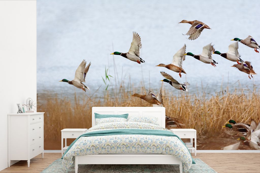 MuchoWow Fototapete für Wohnzimmer oder Schlafzimmer Wandtapete Vinyl Motivtapete Ente - Vogel - Schilf - Wasser - Enten - 525x350 cm - Das Hint...