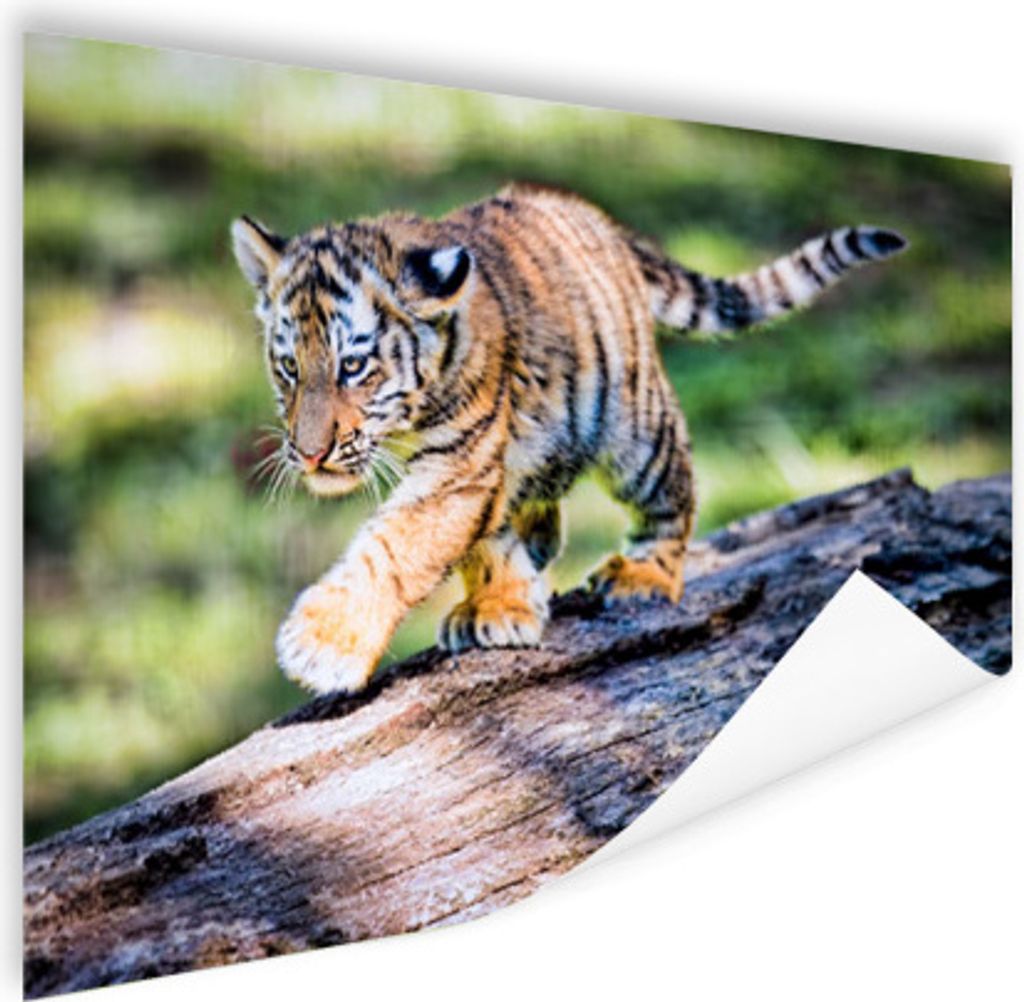 MuchoWow Poster Tiger - Junge - Baum 160x120 cm - Foto Plakat
