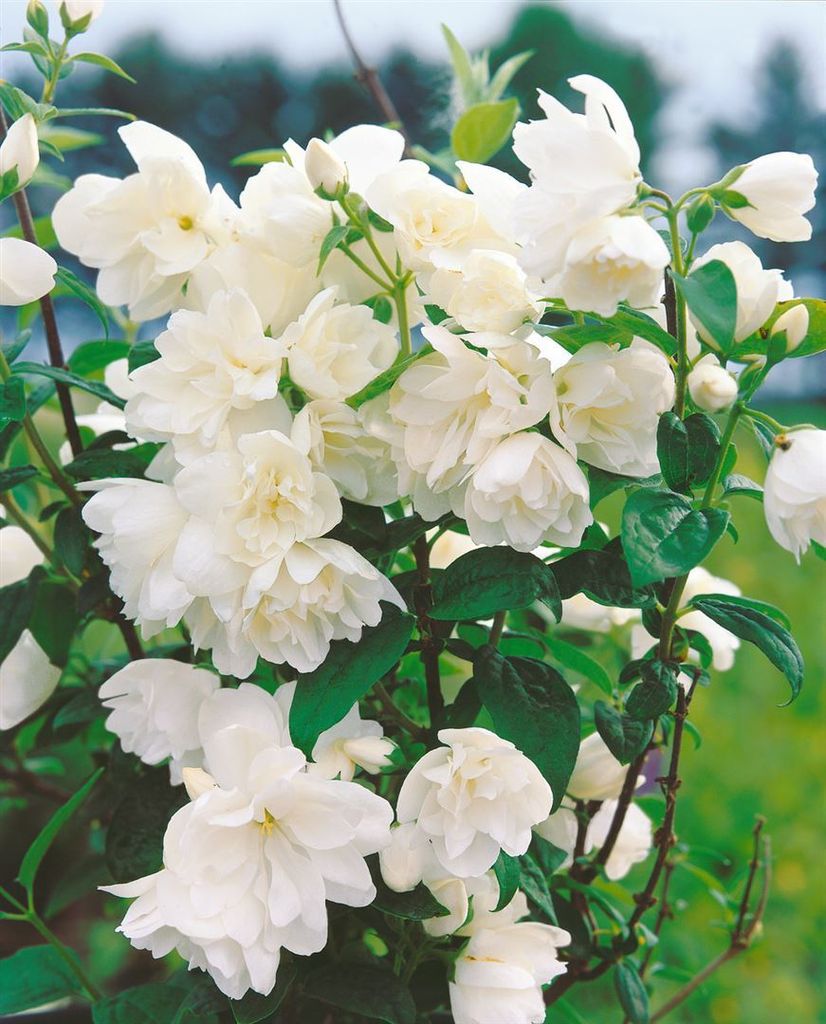 Philadelphus 'Little White Love', Duftjasmin, weiß, 30–40 cm