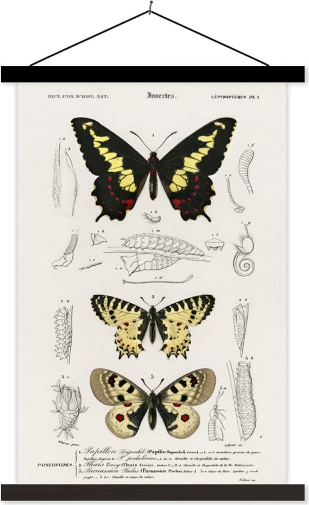 MuchoWow Textilposter Schmetterling - Vintage - Insekten 40x60 cm mit schwarzem Rahmen - Wanddekorationen
