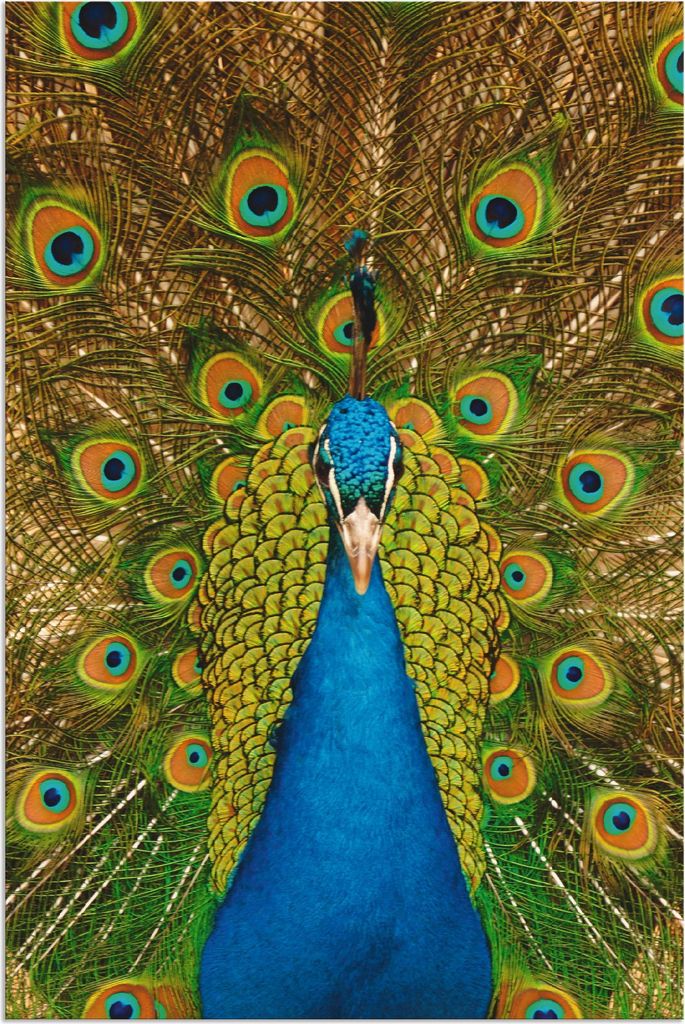 ARTland Wandbild Alu für Innen & Outdoor Stolzer Pfau Größe: 20x30 cm