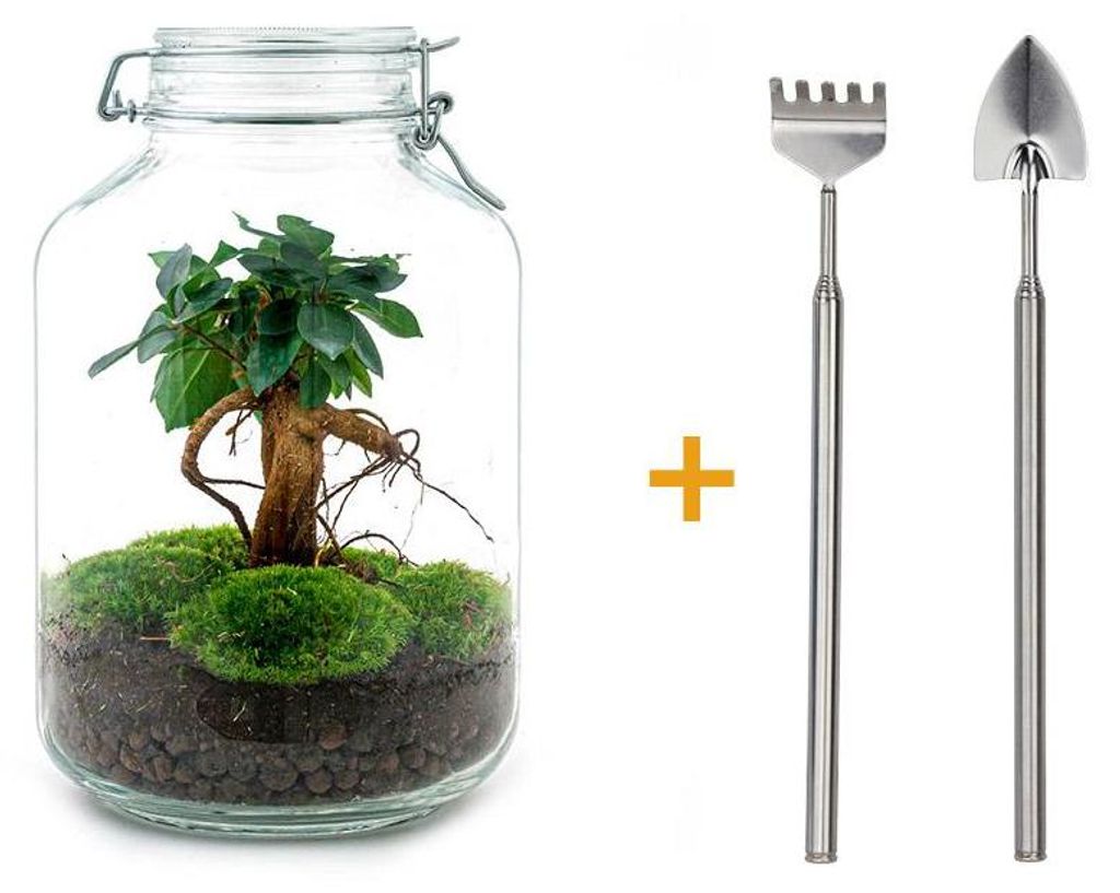 Flaschengarten "Mason Jar" DIY-Pflanzenterrarium 28 cm mit Ficus Bonsai incl. Rechen und Schaufel