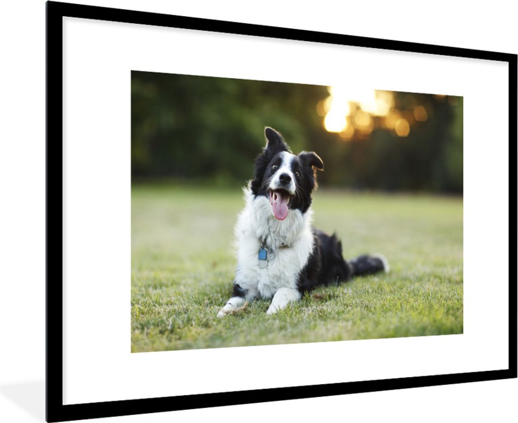 MuchoWow Gerahmtes Poster Ein glücklicher Border Collie, dem die Zunge aus dem Maul hängt 90x60 cm - Poster mit Schwarzem Bilderrahmen Wandpost...