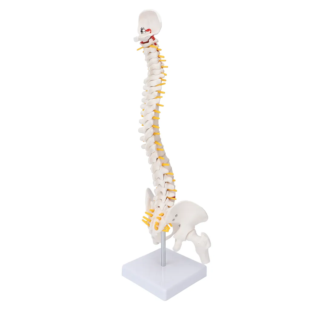Modèle de colonne vertébrale flexible avec vertèbres et nerfs spinaux