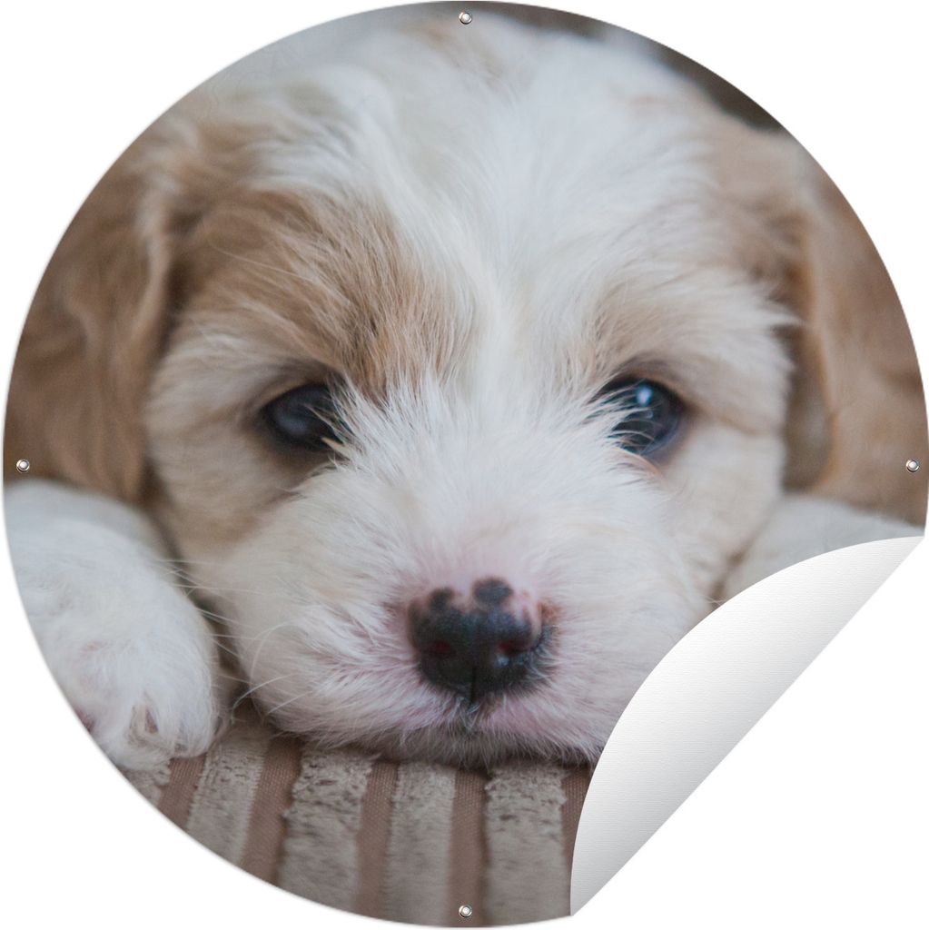 MuchoWow Gartenposter Outdoor-Poster Rund Nahaufnahme eines Cavachon-Welpen Ø 90 cm Gartendeko Rundes Poster draußen