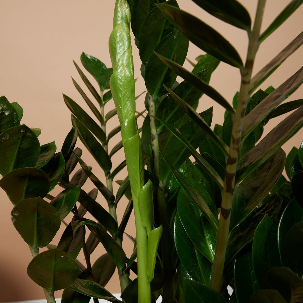 Bloomique Zamioculcas Zamiifolia Kaufland de bloomique-zamioculcas-zamiifolia-kaufland-de