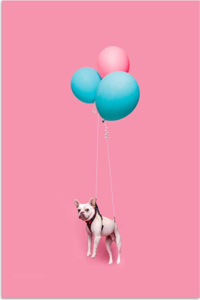MuchoWow Poster Französische Bulldogge auf drei Luftballons 120x180 cm - Kunstposter