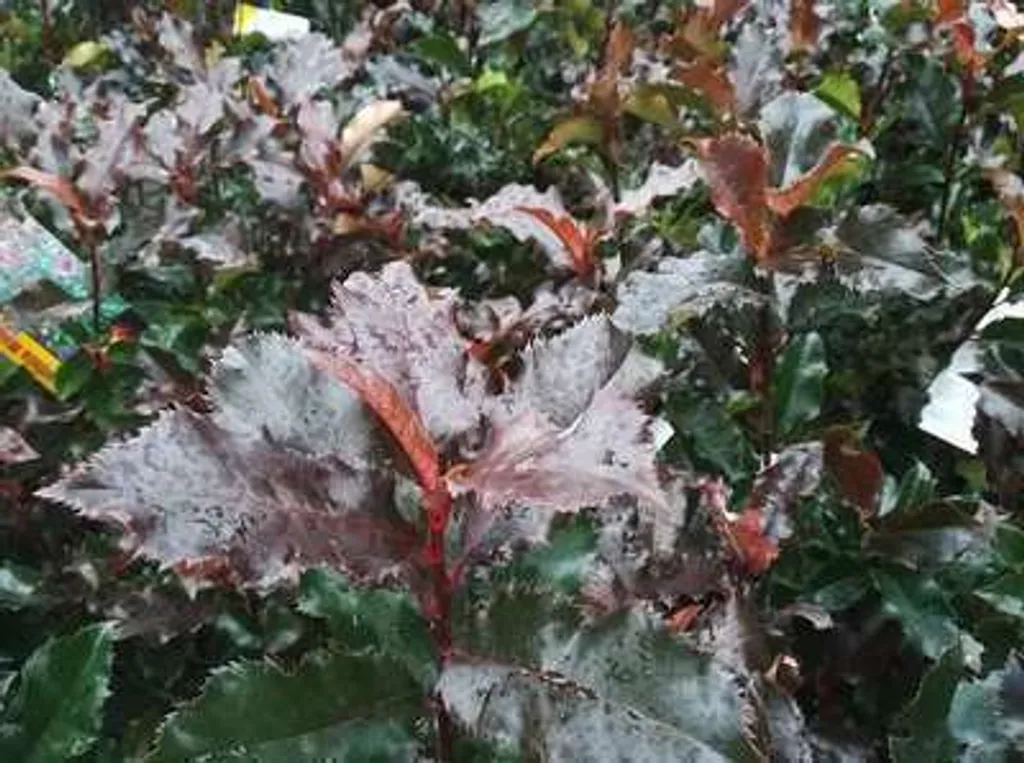 Arbuste de haie Photinia Magical Volcano - Néflier brillant en pot