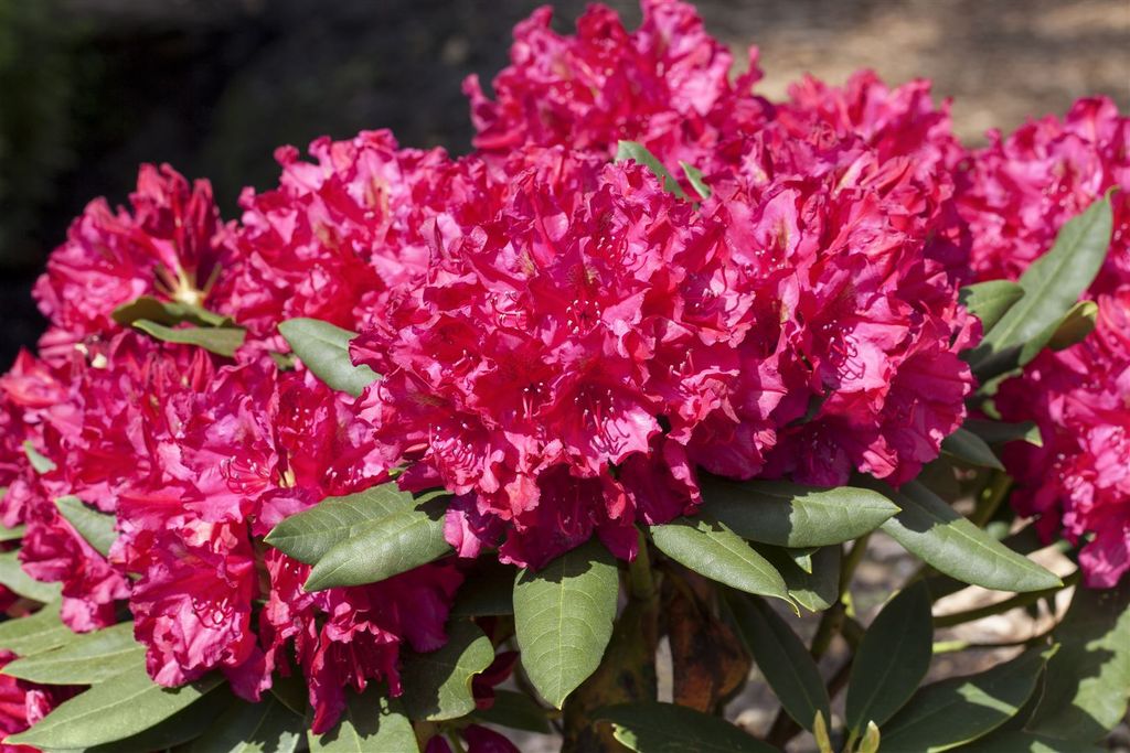 Rhododendron Hybr. 'Mrs. P. den Ouden', rosa Blüten, 30–40 cm
