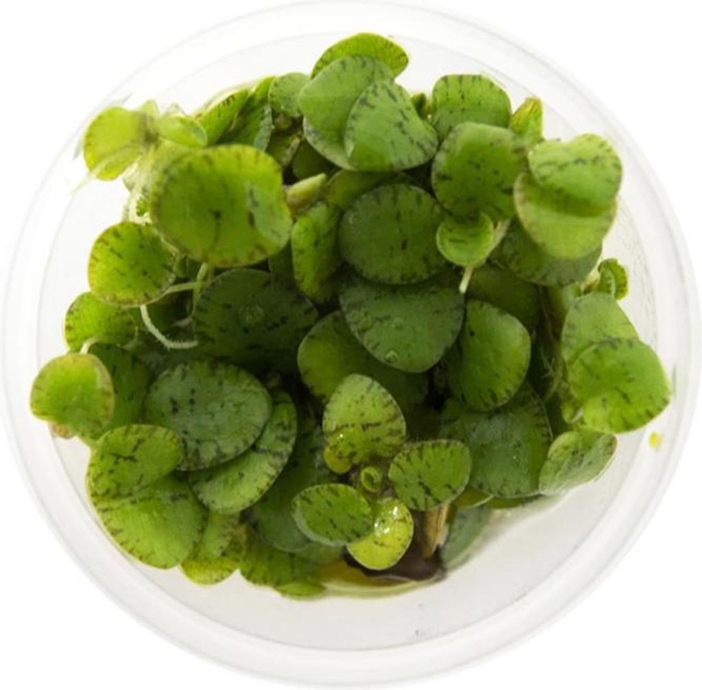 Eco Plant - Limnobium laevigatum - In-vitro-Pflanze kleiner Becher Eco Plant