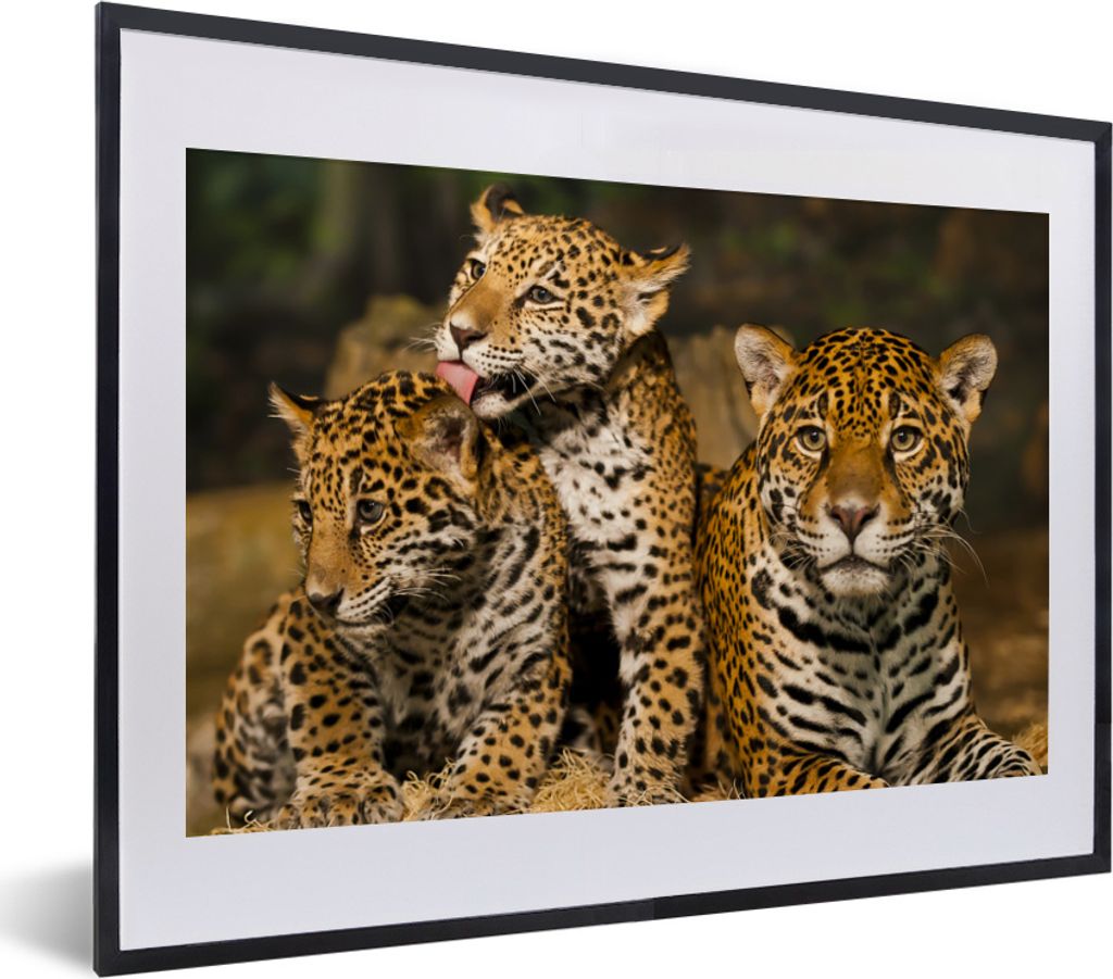 MuchoWow MuchoWow Gerahmtes Poster Leopard - Wilde Tiere - Natur 40x30 cm - Poster mit zchwarzem Bilderrahmen - Bilderrahmen - Poster im Rahmen