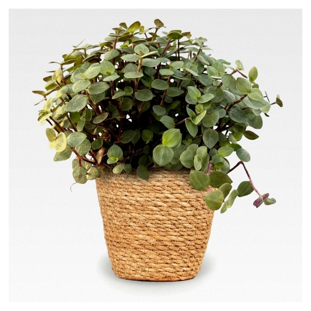 Zimmerpflanze - Calissia repens - Katzengras - Haustierfreundlich - Grün - 1 Pflanze - mit Korb - Topf 12cm - Höhe 17-20cm