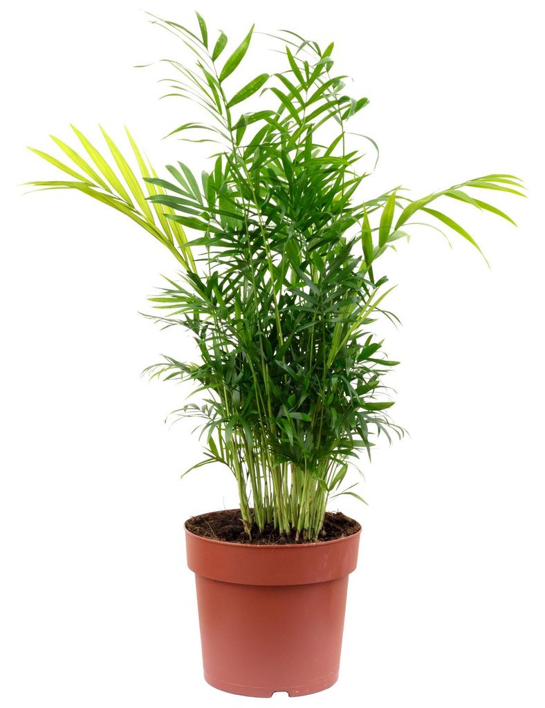 2er-Set Bergpalme Chamaedorea – Tropische Zimmerpflanze, Produktbild 
